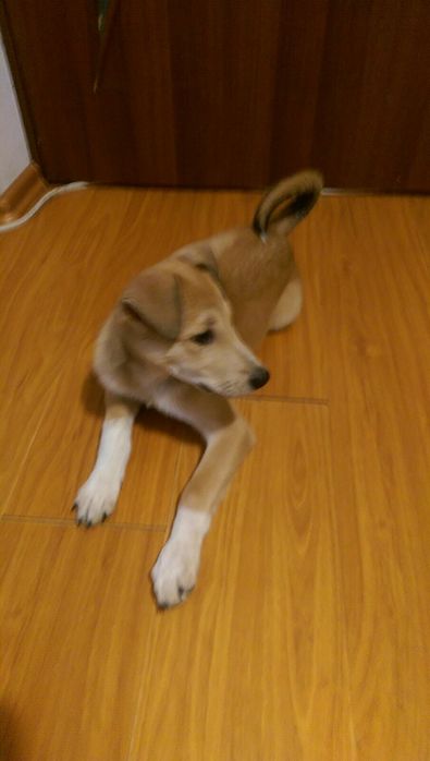 "КАРОЛІНСЬКА СОБАКА (ВІВЧАРКА)" (МАКС. схожість). 3,5. Самиця. Щеплено