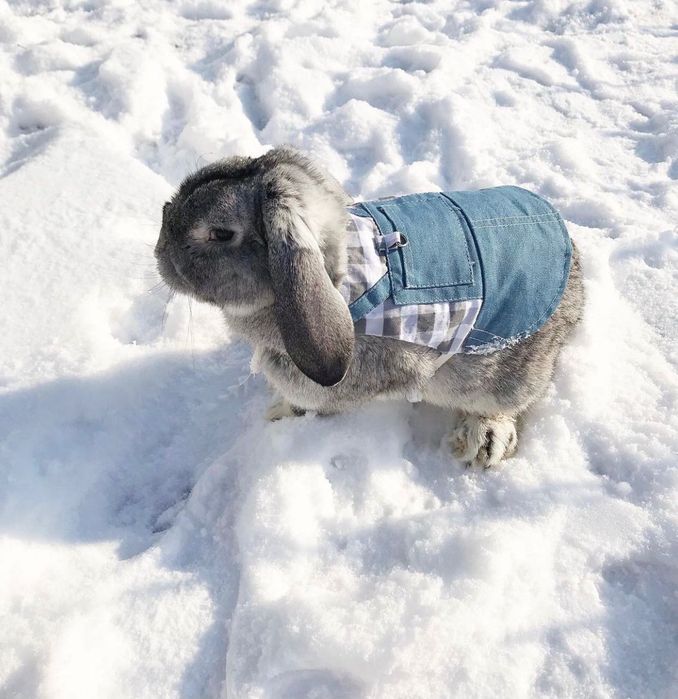 Одяг - повідок для кролика