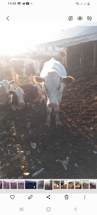 Продам дойное стадо, молодняк больше 80 голов.