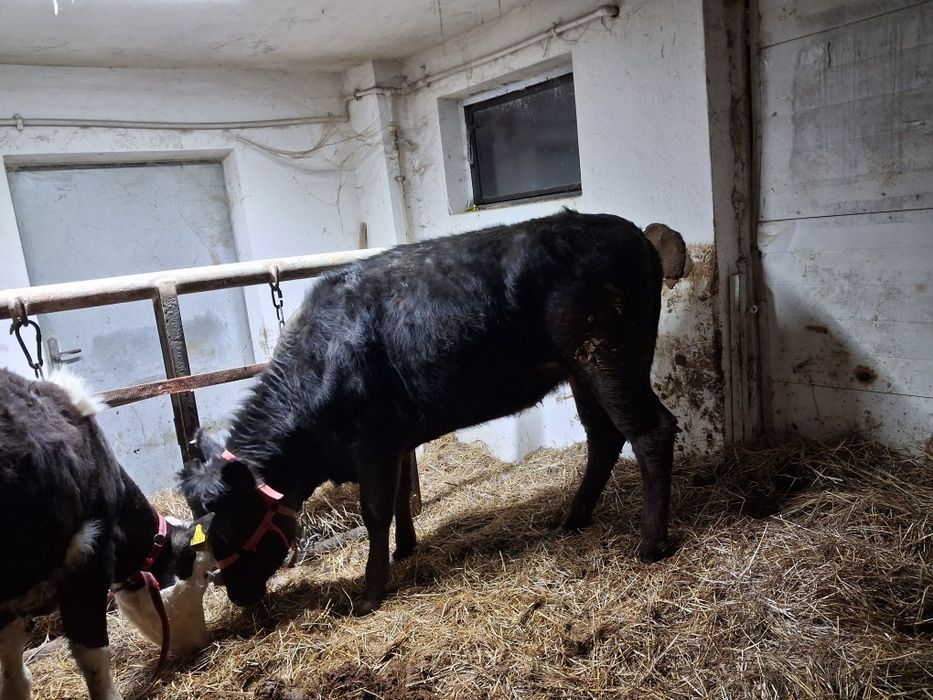 Jałoweczki byczek do chowu