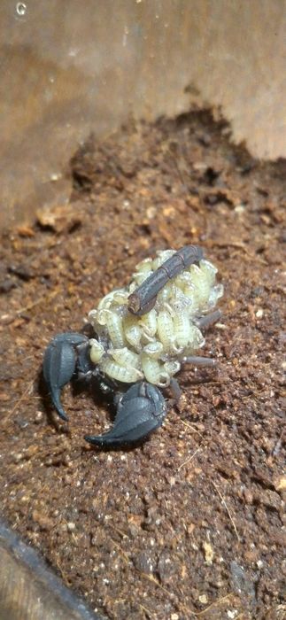 Hurt Chaerilus sp.Lale skorpion, ptasznik heterometrus,babycurus,liocheles