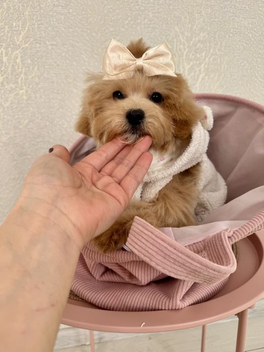 Дівчинка мальтіпу f-1, вік 4,5 місяці