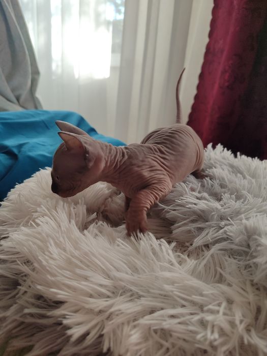 Кошенята сфінкс продаж