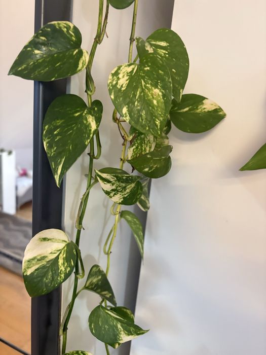 Epipremnum zlociste