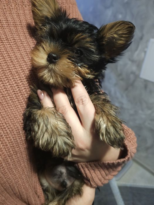 Yorkshire terrier