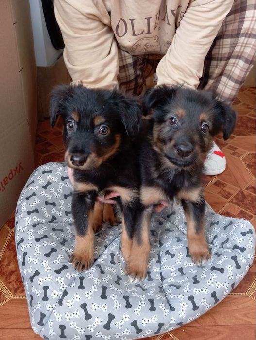Отдам щенков двое