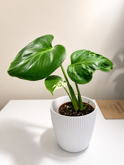 Monstera bulbasaur mutation
