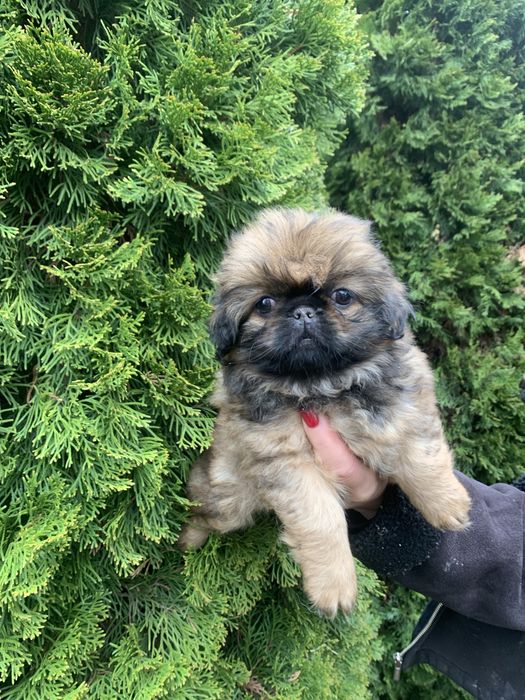 Продам цуценят Пекінесиків