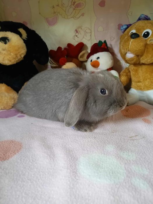 Sprzedam króliczki mini loop mini lop