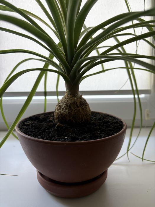 Ноліна Бокарнея (Слонова нога)