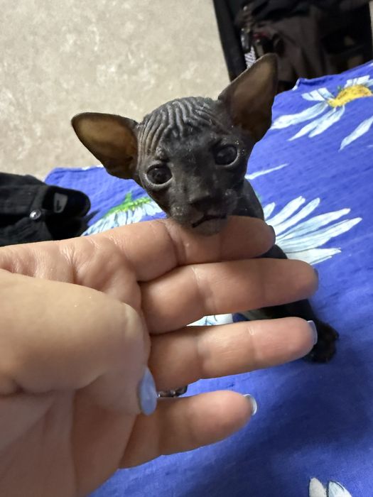 Кошенята сфінкс донський