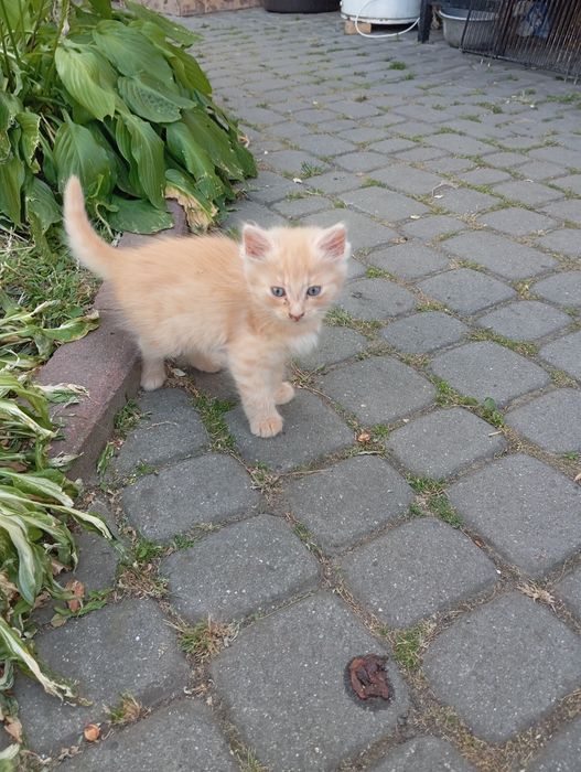 Кошенята в добрі руки