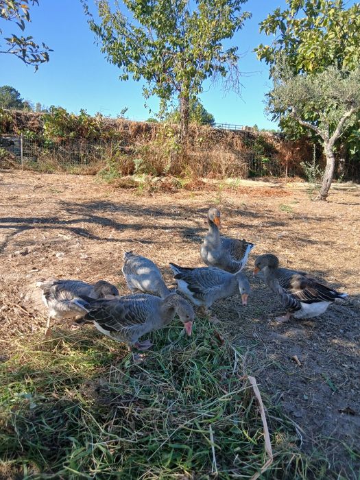 Gansos adultos venda