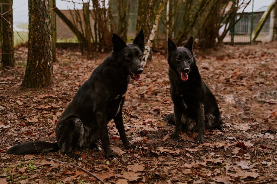 Dwie piękne siostry czekają na domy