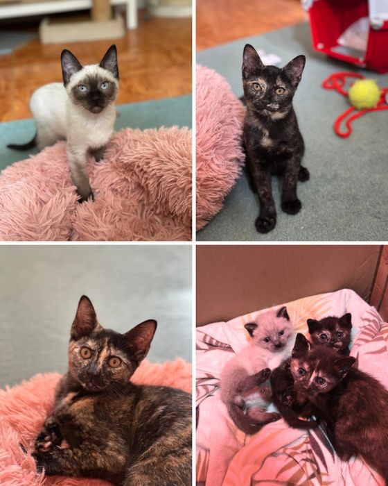 Lolita, Alba e Paquito