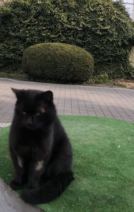 Ten kocurek potrzebuje domku