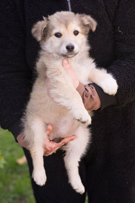 Щенок девочка ищет доброго хозяина