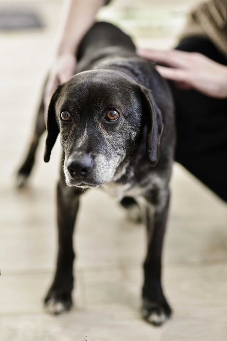 Cudowny Maksiu szuka domu