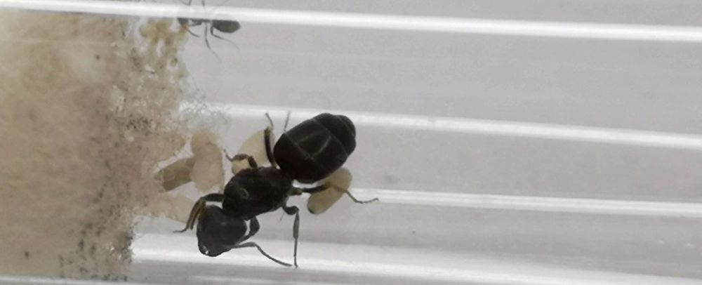 [OKAZJA] Królowa mrówek Lasius niger + jaja
