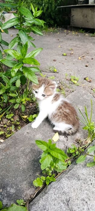 Віддаємо двох котиків в добрі руки