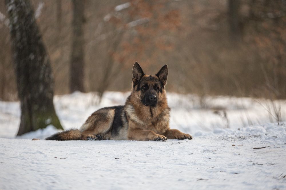 вязка; HD-A/A, ED-0/0; чепрачний кобель Німецька Вівчарка, КСУ/FCI