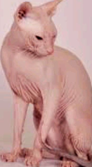 Сфинкс красавчик приглашает принцессу для вязки