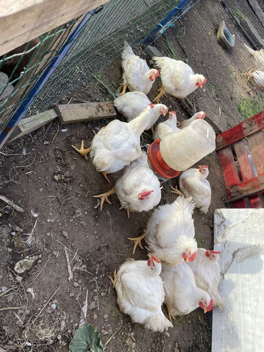 Frangos brancos criados em casa com verdura