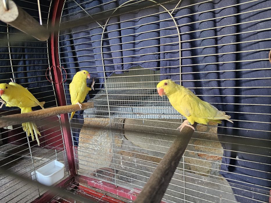 Ringnecks Lutino