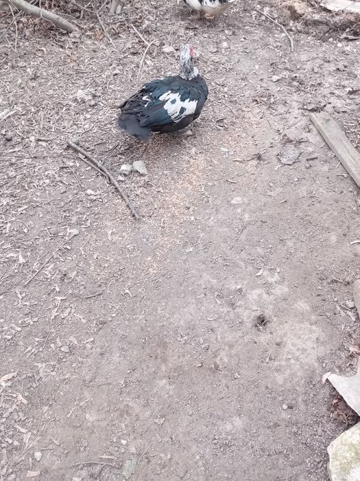 Kaczory piżmowe/zamiana lub sprzedaż