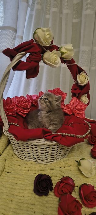 Продається срібна кішечка