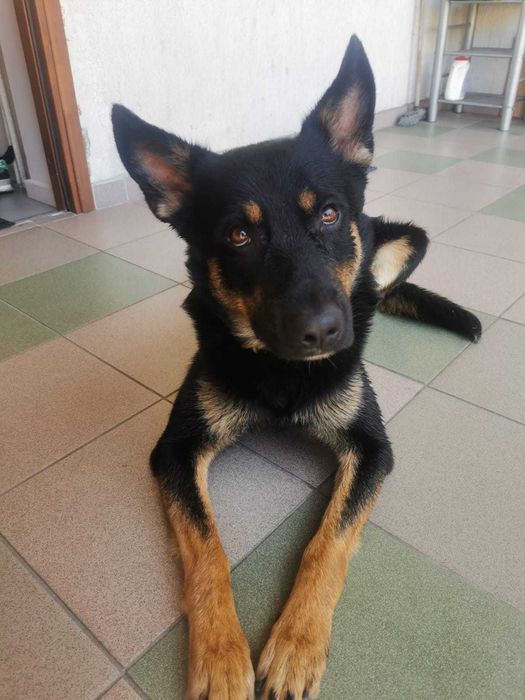 Jagger szuka domu. Roczny, energiczny - Kochający pies - Nie do budy