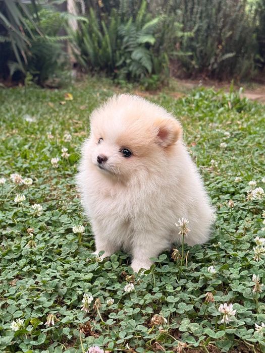 Lulu da pomerania anao