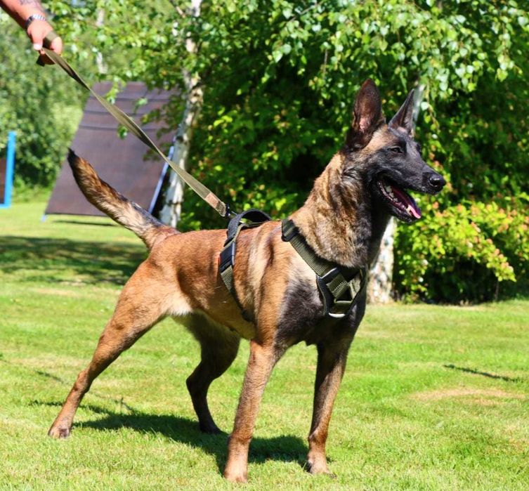 Owczarek Belgijski Malinois ZKwP