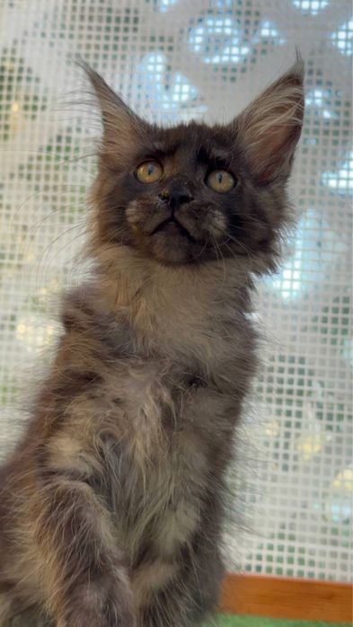 Sprzedam kociaka rasy Maine Coon
