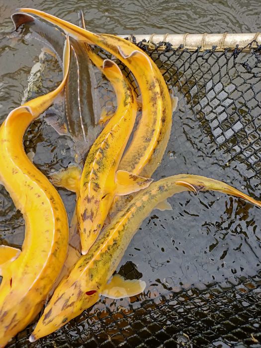 Tołpyga, Karp, Lin    ryby ozdobne