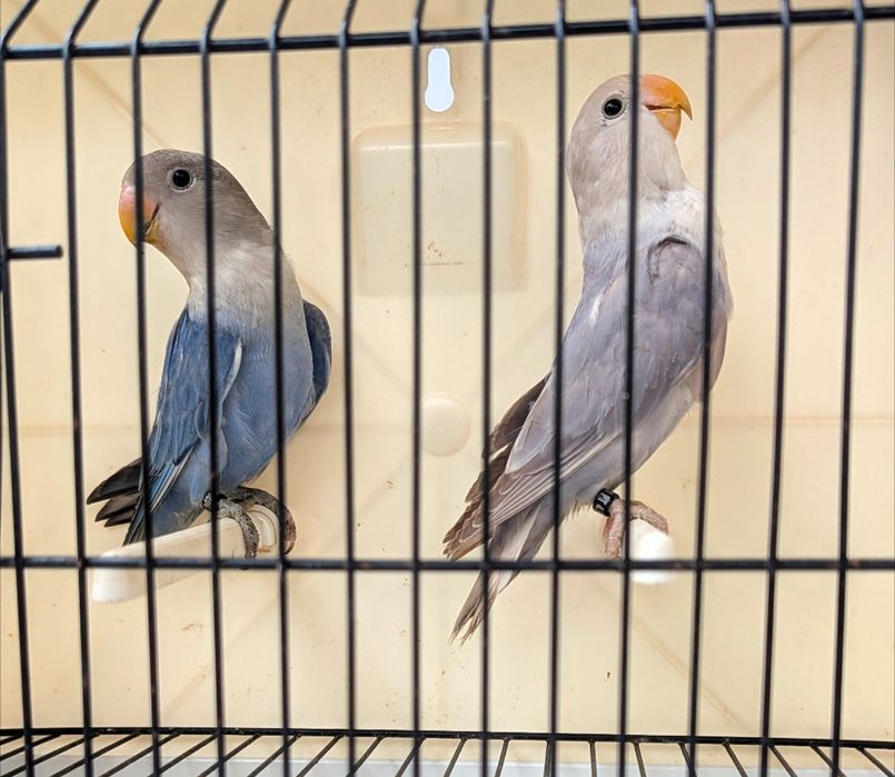 Casal roseicollis