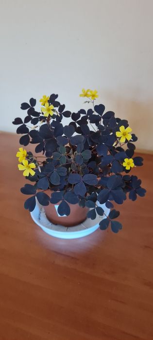 Szczawik Oxalis vulcanicola burgundy gratis zielistka