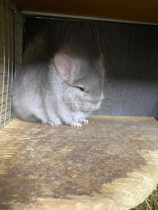 Szynszyl angora samiec