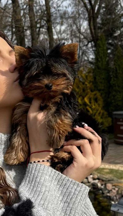 Yorkshire terrier - suczka mini