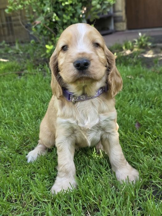 Ostatnia suczka cocker spaniel