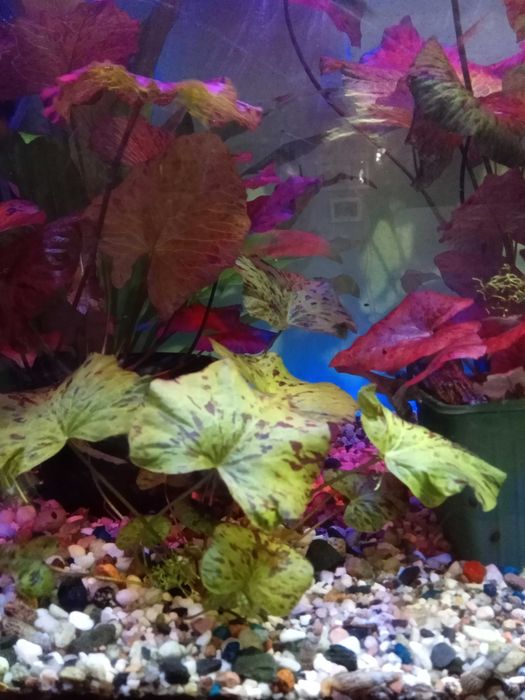 Roślinki lotos zielony