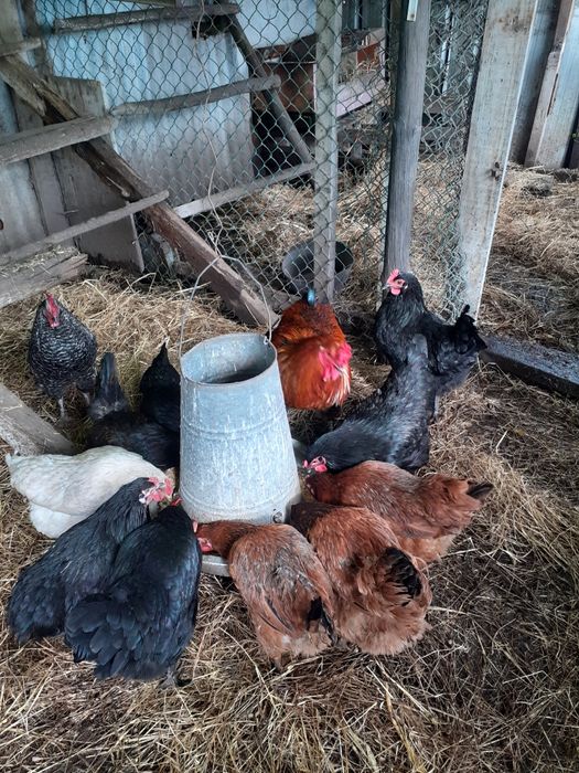 Galinhas caseiras