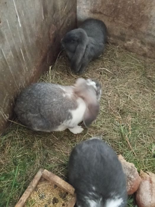 Krolik baran francuski