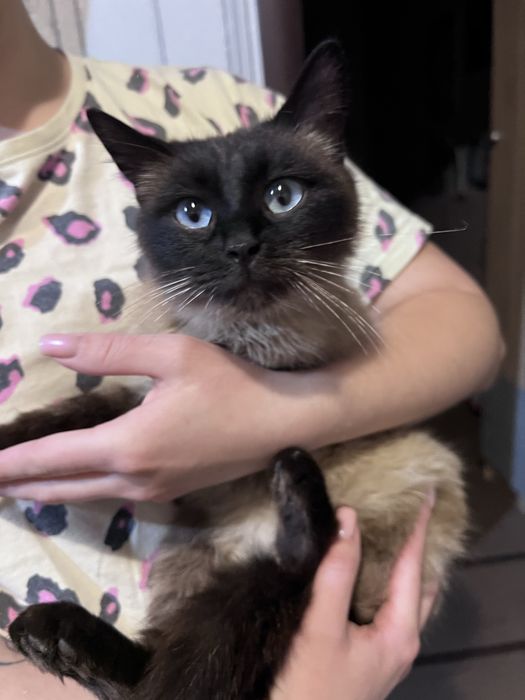 Віддам молоду кішечку