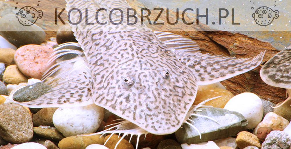 Pseudohemiodon sp. Peru - ODŁÓW - WF - Zbrojnik - Glonojad - dowóz