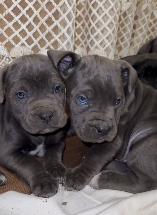 Щенки Кане корсо