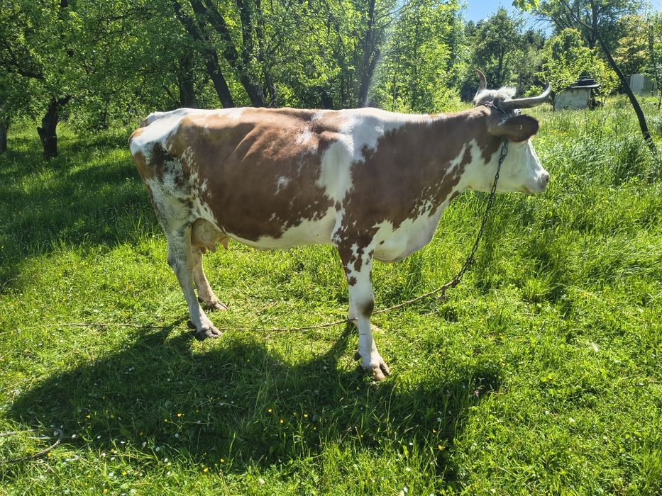 Sprzedam krowę simental