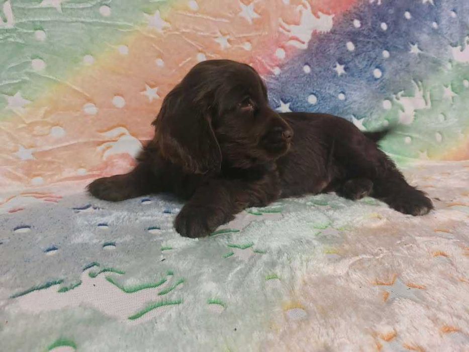 Cocker Spaniel Angielski czekoladow piesek