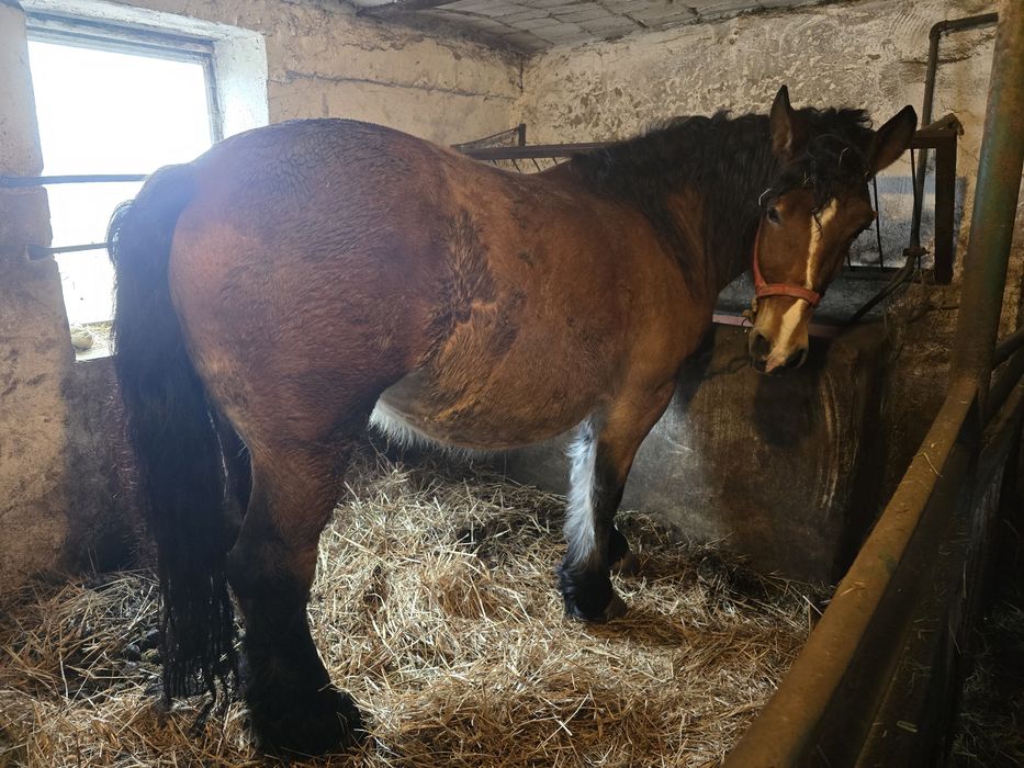 Sprzedam źrebną klacz