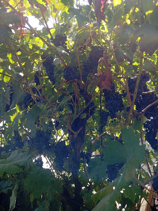 Uvas tintas para venda
